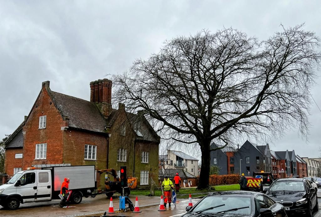 Work begins on much valued copper beech tree in Repton Park, Ashford